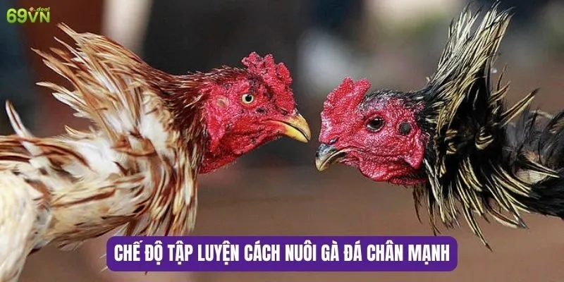 Cách Nuôi Gà Đá Chân Mạnh Hiệu Quả Nhất 7 Chế độ tập luyện cách nuôi gà đá chân mạnh