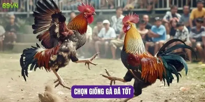 Cách Nuôi Gà Đá Chân Mạnh Hiệu Quả Nhất 5 Chọn giống gà đá tốt