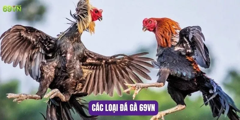 Các loại đá gà 69VN