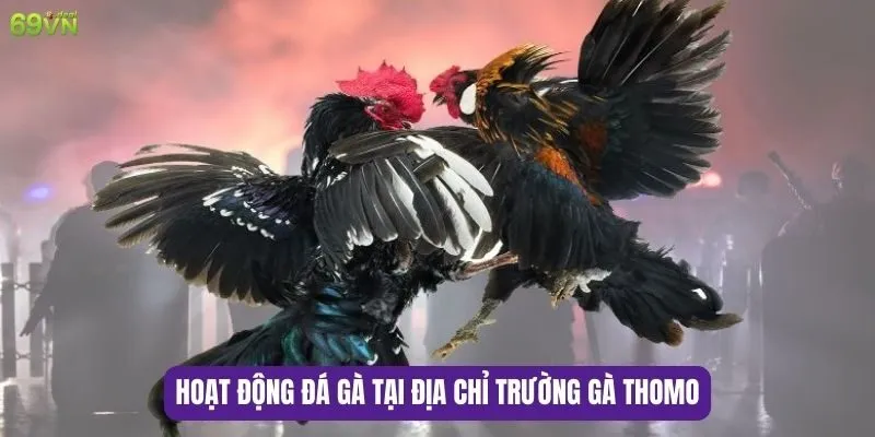 Địa Chỉ Trường Gà Thomo - Thiên Đường Đá Gà Hấp Dẫn 6 Hoạt động đá gà tại địa chỉ trường gà Thomo