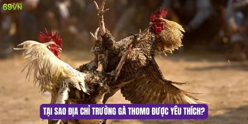 Địa Chỉ Trường Gà Thomo - Thiên Đường Đá Gà Hấp Dẫn 7 Tại Sao Địa chỉ trường gà Thomo được yêu thích?