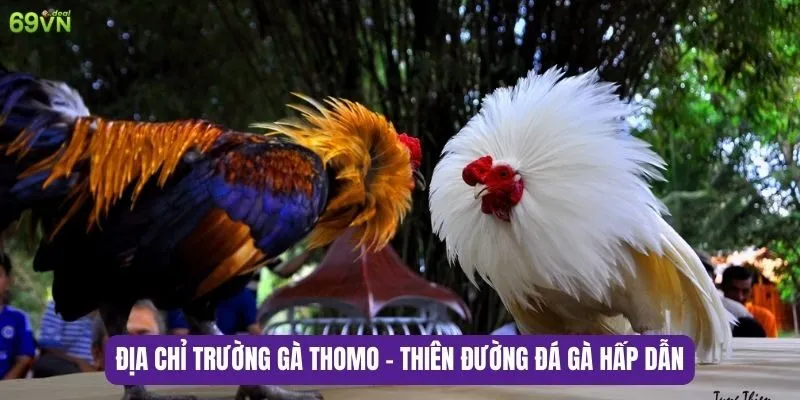 Địa chỉ trường gà Thomo