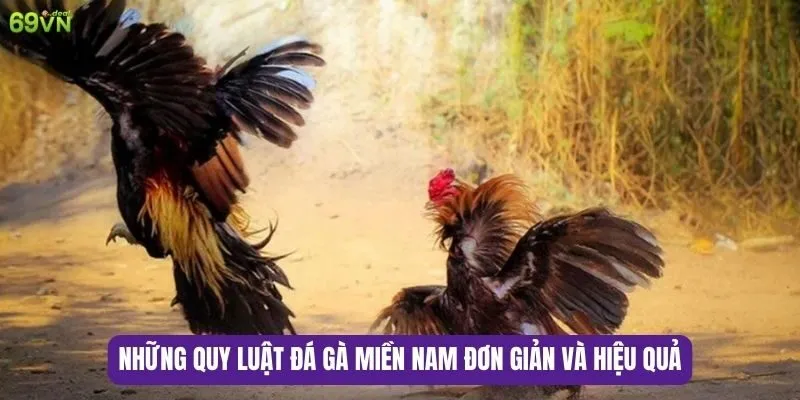 Những điều cần biết về luật đá gà miền Nam hiện nay 6 Những quy luật đá gà miền Nam đơn giản và hiệu quả