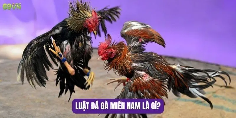 Những điều cần biết về luật đá gà miền Nam hiện nay 5 Luật đá gà miền Nam là gì?