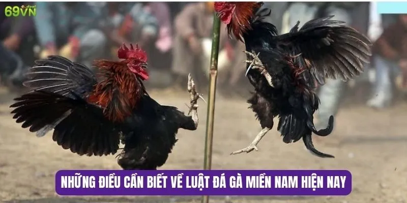 luật đá gà
