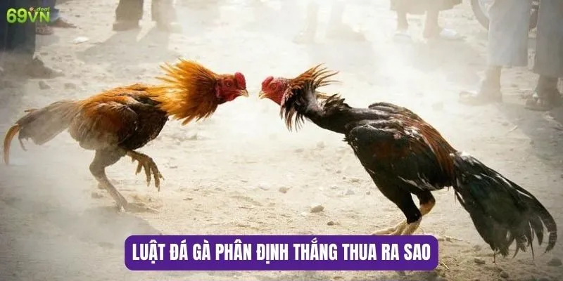 Những điều cần biết về luật đá gà miền Nam hiện nay 7 Luật đá gà phân định thắng thua ra sao